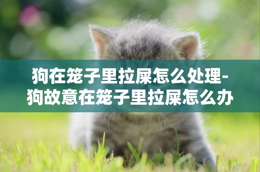 狗在籠子里拉屎怎么處理-狗故意在籠子里拉屎怎么辦