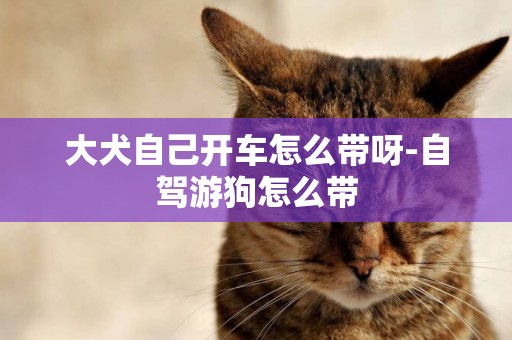 大犬自己開車怎么帶呀-自駕游狗怎么帶