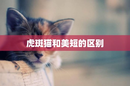 虎斑貓和美短的區別