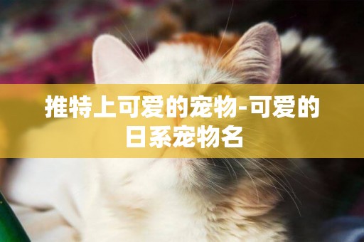 推特上可愛的寵物-可愛的日系寵物名