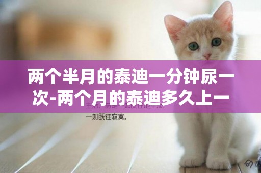 兩個半月的泰迪一分鐘尿一次-兩個月的泰迪多久上一次廁所