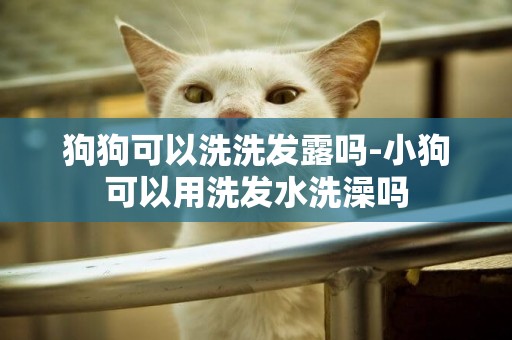 狗狗可以洗洗發露嗎-小狗可以用洗發水洗澡嗎
