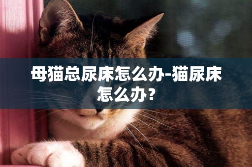 母貓總尿床怎么辦-貓尿床怎么辦？