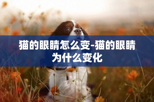 貓的眼睛怎么變-貓的眼睛為什么變化