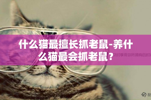 什么貓最擅長抓老鼠-養什么貓最會抓老鼠？