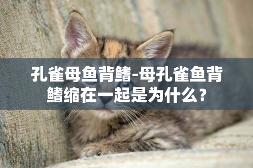 孔雀母魚背鰭-母孔雀魚背鰭縮在一起是為什么？