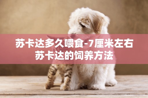 蘇卡達多久喂食-7厘米左右蘇卡達的飼養方法