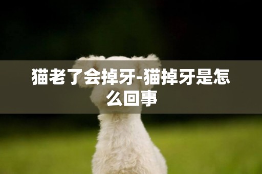 貓老了會掉牙-貓掉牙是怎么回事