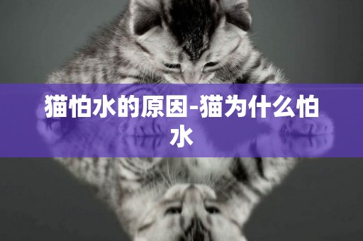 貓怕水的原因-貓為什么怕水