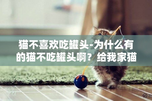 貓不喜歡吃罐頭-為什么有的貓不吃罐頭啊？給我家貓買的巔峰罐頭就只聞一聞就走了。