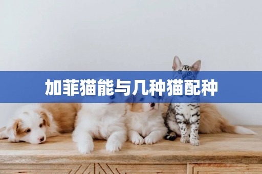 加菲貓能與幾種貓配種