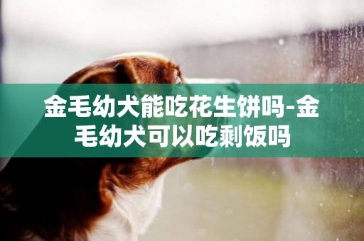 金毛幼犬能吃花生餅嗎-金毛幼犬可以吃剩飯嗎