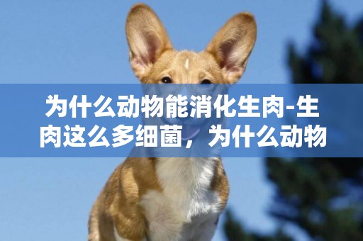 為什么動物能消化生肉-生肉這么多細菌，為什么動物吃生肉沒事？