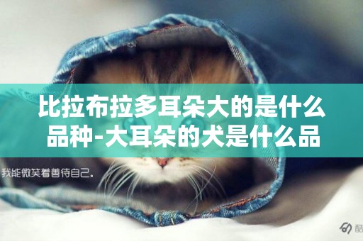 比拉布拉多耳朵大的是什么品種-大耳朵的犬是什么品種