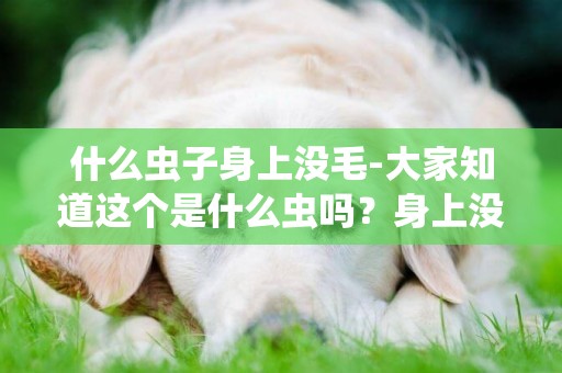 什么蟲子身上沒毛-大家知道這個是什么蟲嗎？身上沒有毛，有很多只腳