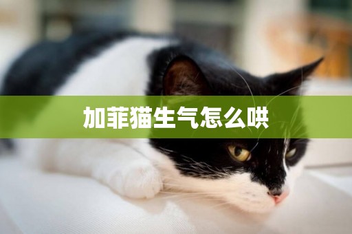 加菲貓生氣怎么哄