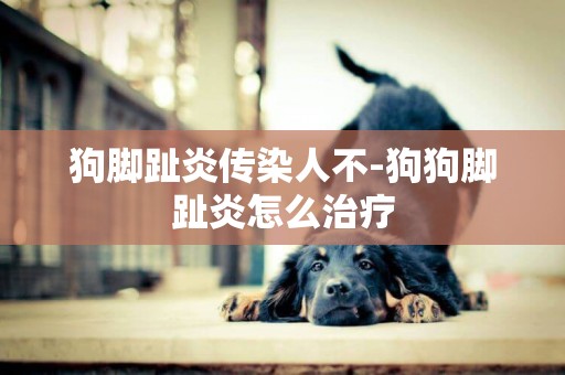 狗腳趾炎傳染人不-狗狗腳趾炎怎么治療