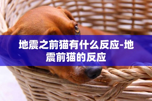 地震之前貓有什么反應-地震前貓的反應