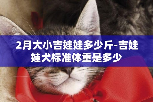 2月大小吉娃娃多少斤-吉娃娃犬標準體重是多少