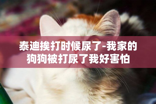 泰迪挨打時候尿了-我家的狗狗被打尿了我好害怕