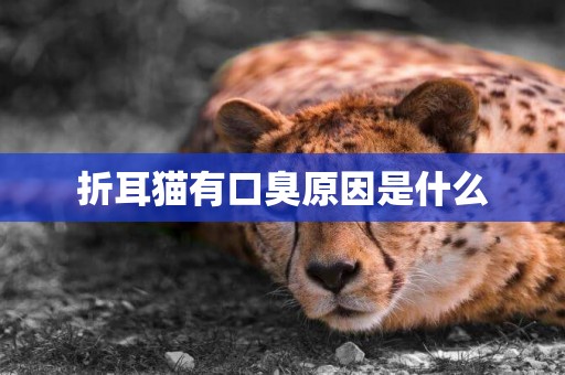 折耳貓有口臭原因是什么