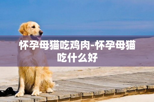 懷孕母貓吃雞肉-懷孕母貓吃什么好