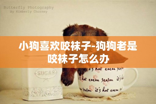 小狗喜歡咬襪子-狗狗老是咬襪子怎么辦