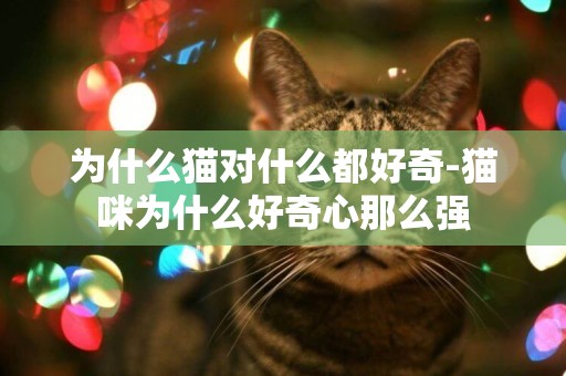 為什么貓對什么都好奇-貓咪為什么好奇心那么強