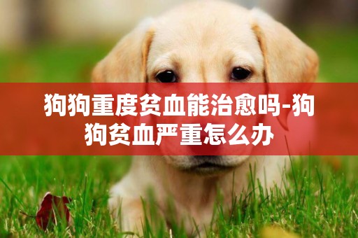 狗狗重度貧血能治愈嗎-狗狗貧血嚴重怎么辦