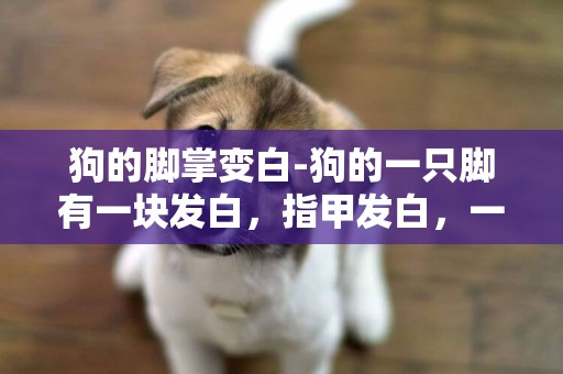 狗的腳掌變白-狗的一只腳有一塊發白，指甲發白，一碰它的腳就叫