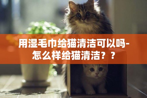 用濕毛巾給貓清潔可以嗎-怎么樣給貓清潔？？