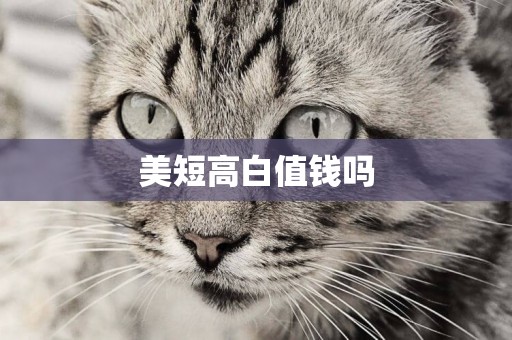 美短高白值錢嗎