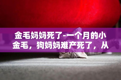 金毛媽媽死了-一個月的小金毛，狗媽媽難產死了，從小喝羊奶，今天突然沒了精神，白