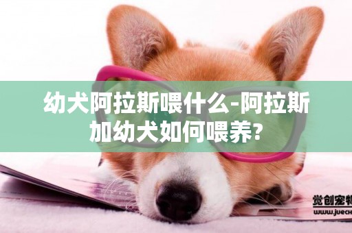 幼犬阿拉斯喂什么-阿拉斯加幼犬如何喂養?