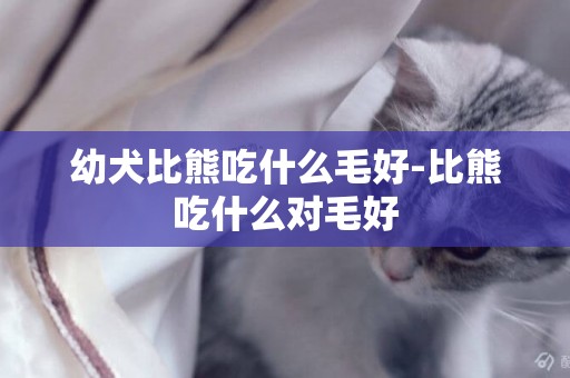 幼犬比熊吃什么毛好-比熊吃什么對毛好