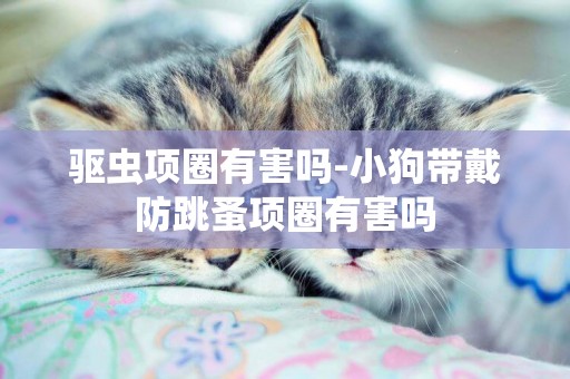 驅蟲項圈有害嗎-小狗帶戴防跳蚤項圈有害嗎