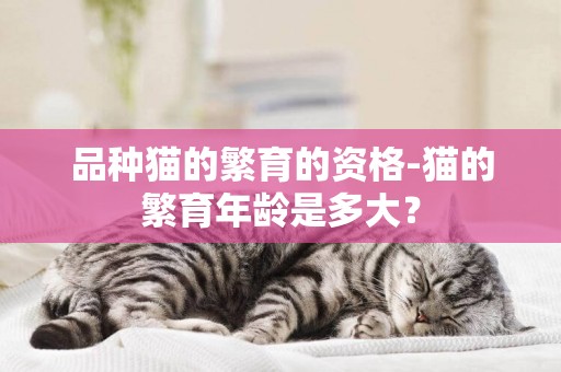 品種貓的繁育的資格-貓的繁育年齡是多大？