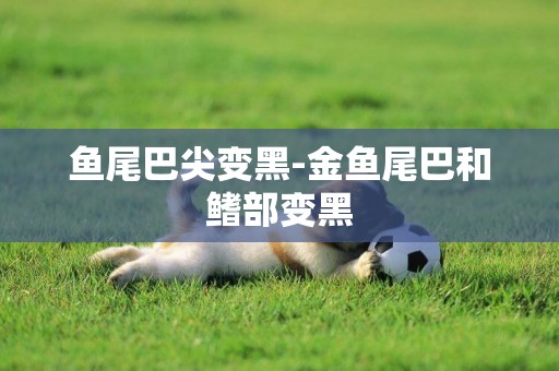 魚尾巴尖變黑-金魚尾巴和鰭部變黑