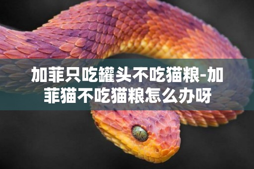 加菲只吃罐頭不吃貓糧-加菲貓不吃貓糧怎么辦呀