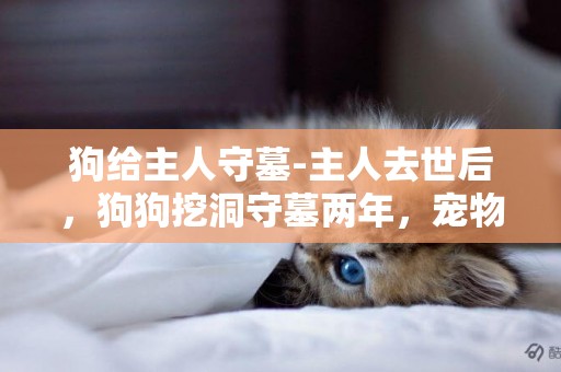 狗給主人守墓-主人去世后，狗狗挖洞守墓兩年，寵物都如此長情嗎？