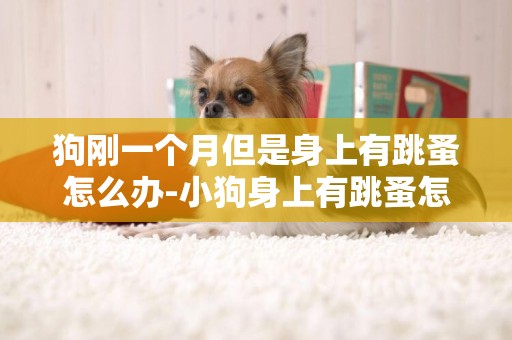 狗剛一個月但是身上有跳蚤怎么辦-小狗身上有跳蚤怎么辦？