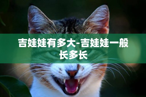 吉娃娃有多大-吉娃娃一般長多長