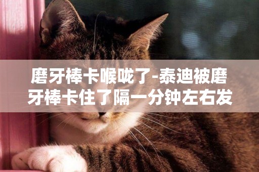 磨牙棒卡喉嚨了-泰迪被磨牙棒卡住了隔一分鐘左右發出干咳聲