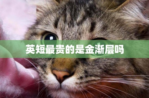 英短最貴的是金漸層嗎