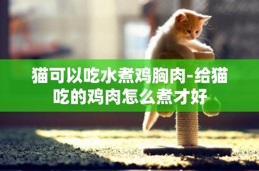 貓可以吃水煮雞胸肉-給貓吃的雞肉怎么煮才好