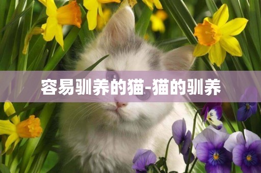 容易馴養的貓-貓的馴養