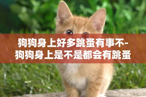 狗狗身上好多跳蚤有事不-狗狗身上是不是都會有跳蚤？