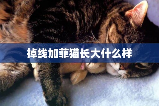 掉線加菲貓長大什么樣