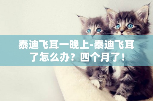 泰迪飛耳一晚上-泰迪飛耳了怎么辦？四個月了！