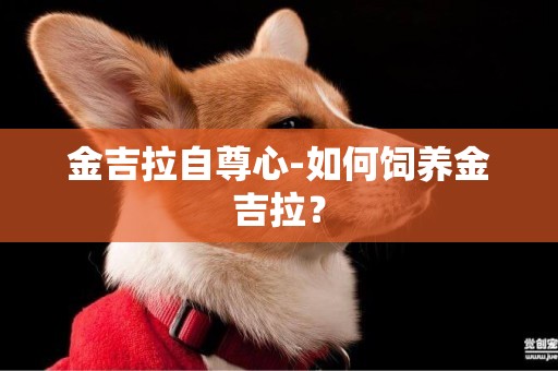 金吉拉自尊心-如何飼養金吉拉？